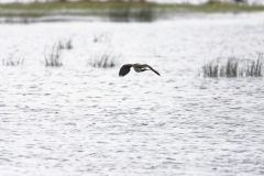 Lapwing in Flight