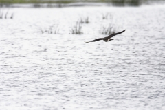 Lapwing in Flight