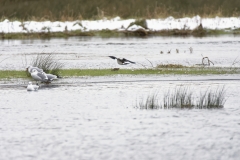 Lapwing in Flight, Gulls & Snipe