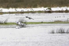 Lapwing in Flight, Gulls & Snipe