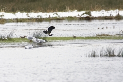 Lapwing in Flight, Gulls & Snipe