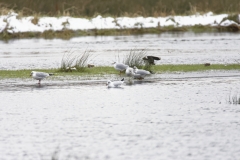 Lapwing in Flight, Gulls & Snipe