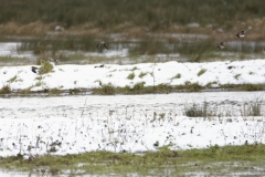 Snipe in Flight