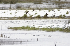 Snipe in Flight