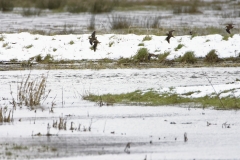 Snipe in Flight