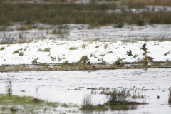 Snipe in Flight