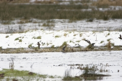 Snipe in Flight