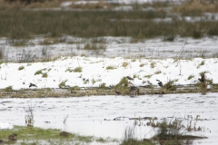 Snipe in Flight