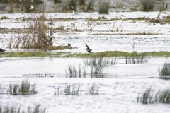 Snipe in Flight