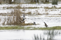 Snipe in Flight