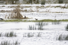 Snipe in Flight near Lapwing