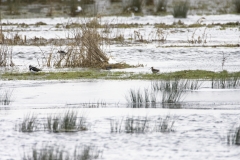 Snipe in Flight near Lapwing