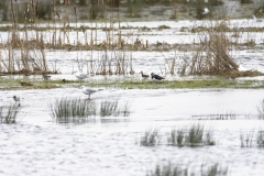 Snipe & Lapwing & Gulls