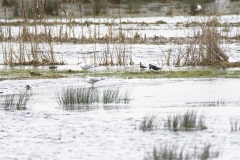 Snipe & Lapwing & Gulls