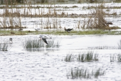 Snipe & Lapwing & Gulls