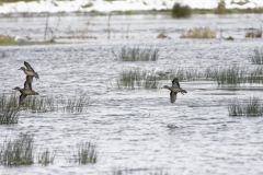 Female Pintails in Flight