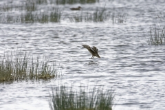 Female Pintail in Flight