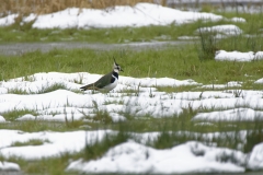 Lapwing