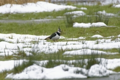 Lapwing