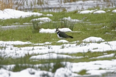 Lapwing