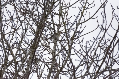 Fieldfare