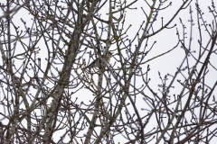 Fieldfare