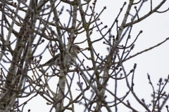 Fieldfare