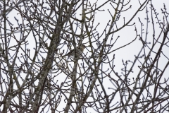 Fieldfare