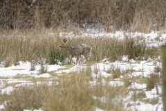 Young Buck Roe Deer