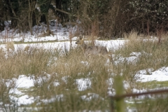 Young Buck Roe Deer