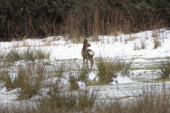 Young Buck Roe Deer