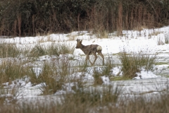 Young Buck Roe Deer