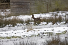 Young Buck Roe Deer