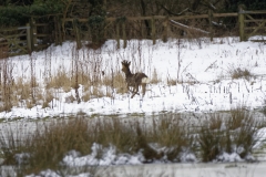 Young Buck Roe Deer