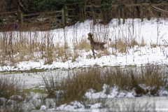 Young Buck Roe Deer