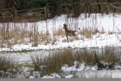 Young Buck Roe Deer