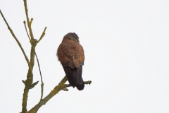 Male Kestrel