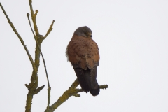 Male Kestrel