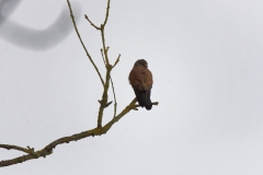 Male Kestrel