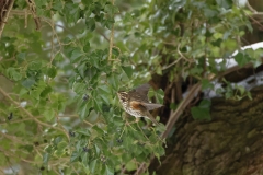 Redwing