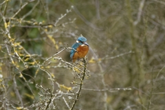 Kingfisher