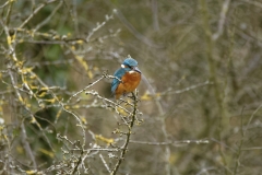 Kingfisher