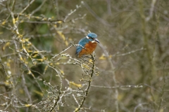 Kingfisher