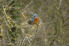 Kingfisher