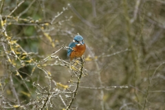 Kingfisher