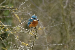 Kingfisher