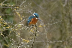 Kingfisher