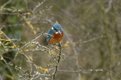 Kingfisher