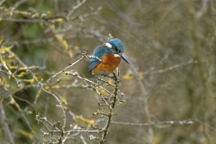 Kingfisher