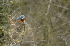 Kingfisher